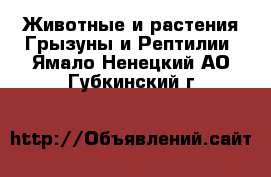 Животные и растения Грызуны и Рептилии. Ямало-Ненецкий АО,Губкинский г.